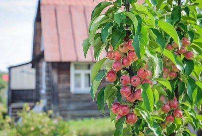 Как ухаживать за карликовыми деревьями и по какому дню определяют лето